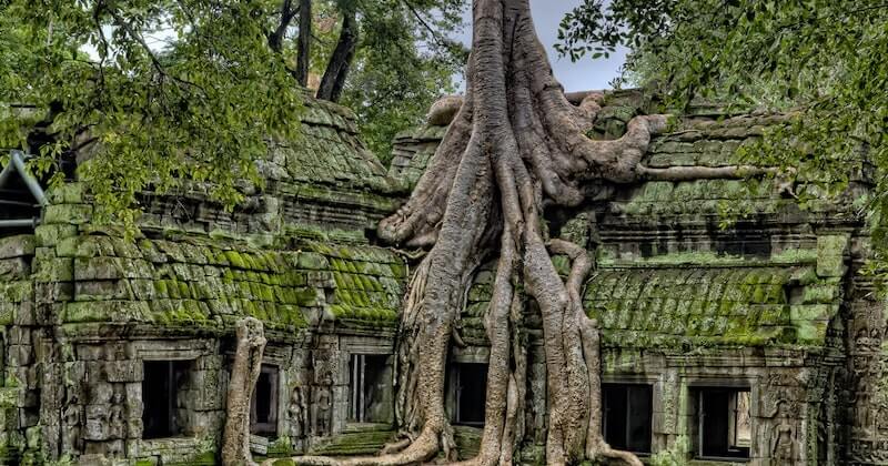 tree in Cambodia